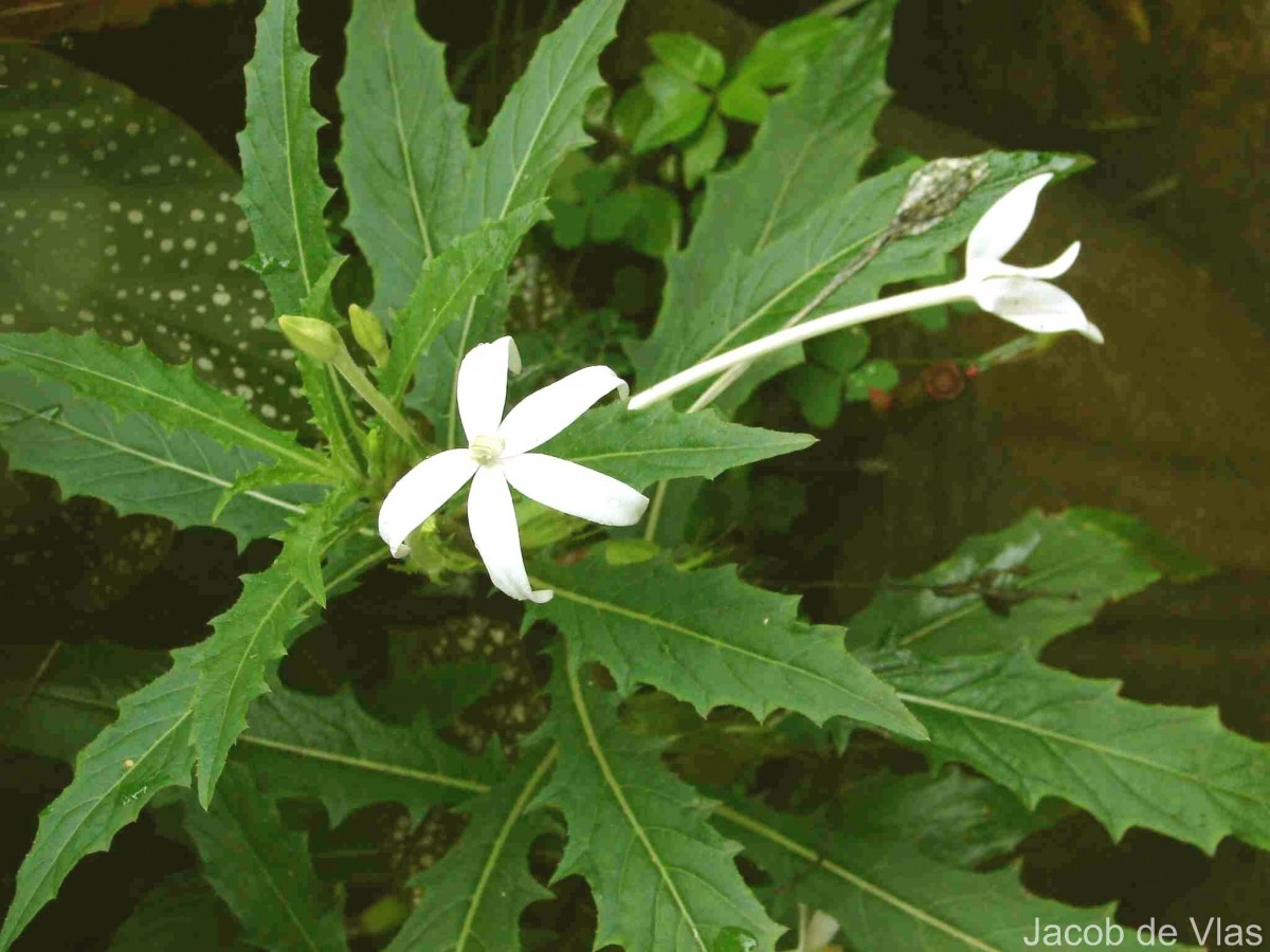 Hippobroma longiflora (L.) G.Don